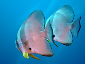 Close-up of fish swimming in sea