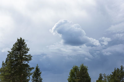 Low angle view of trees against sky