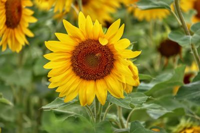 Close-up of honey bee on sunflower