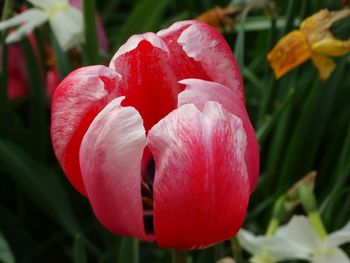 Close-up of red flower blooming outdoors