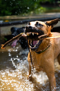 Dog in water