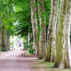 Road amidst trees