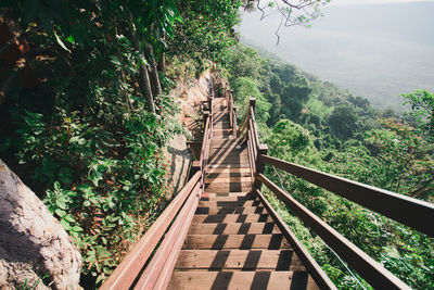 High angle view of steps at forest