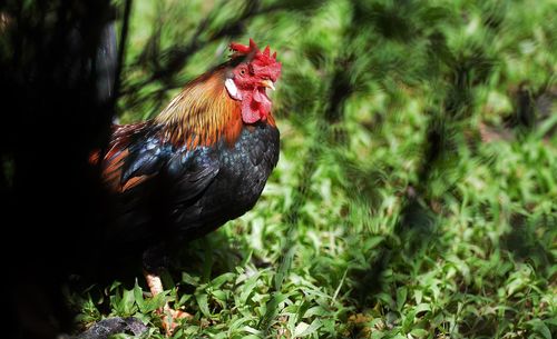 Close-up of rooster on tree