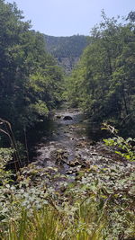 Scenic view of stream flowing through forest