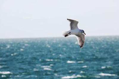 Seagull flying over sea against clear sky