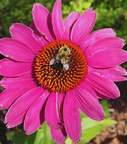 Close-up of bee on pink coneflower