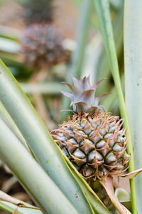 Close-up of fruit growing on plant