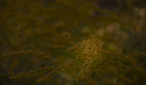 Close-up of fresh green plant