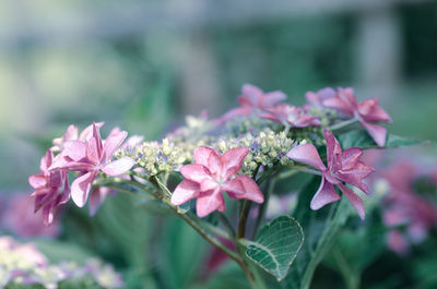 Close-up of pink flowering plant