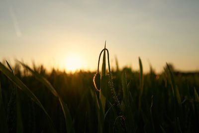 Close-up of fresh plants in field against sky during sunset