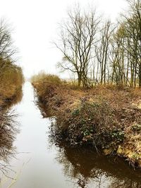 Reflection of bare trees in river against clear sky