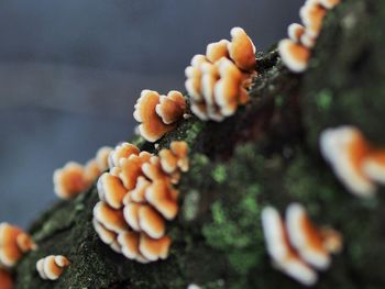 Close-up of plant against blurred background