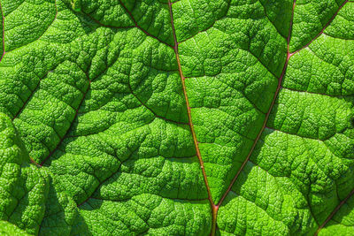 Texture of burdock leaf. floral background.  green nature pattern. burdock leaf close up.