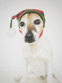 Close-up portrait of dog