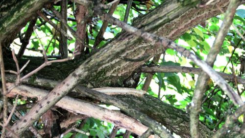 Close-up of tree trunk in forest