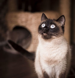 Close-up portrait of a cat