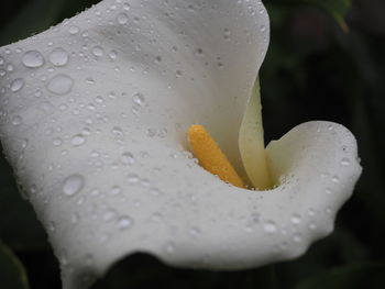 Close-up of water drops on leaf