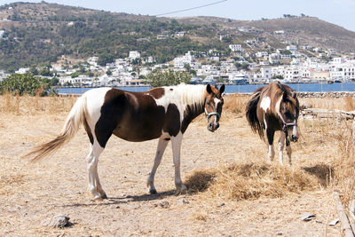 Two beautiful horses in a field agains a backdrop of a beautiful island patmos in greece