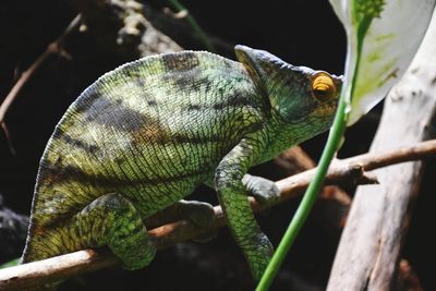 Close-up of lizard on branch