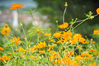 Close-up of yellow flowering plants on field