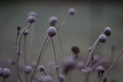 Close-up of flowering plants against blurred background