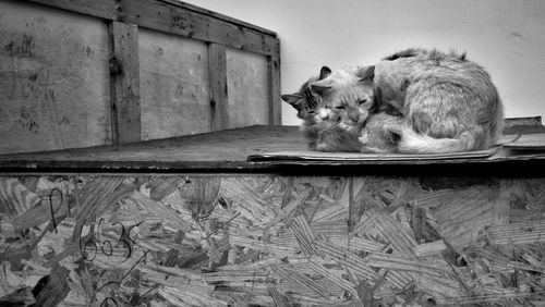 Close-up of cat on container