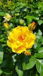 Close-up of yellow flowers blooming outdoors