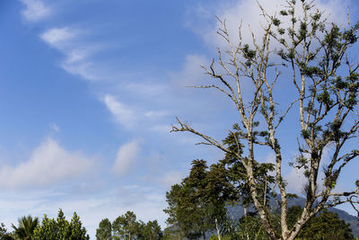 Low angle view of trees against sky