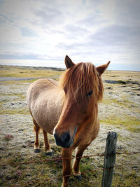 Horse standing on field