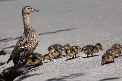 Flock of ducks