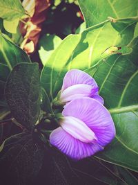 Close-up of purple flowers