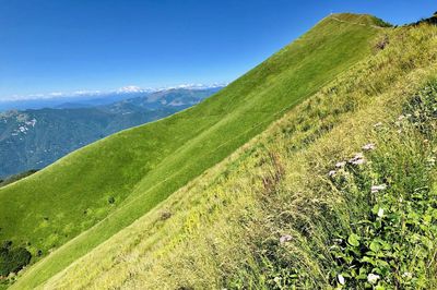 Scenic view of grassy field against sky