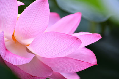 Close-up of pink water lily