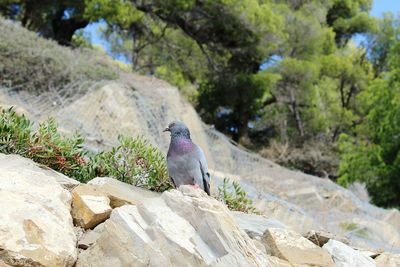 Close-up of bird perching on rock