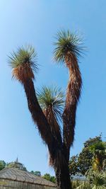 Low angle view of coconut palm tree against blue sky