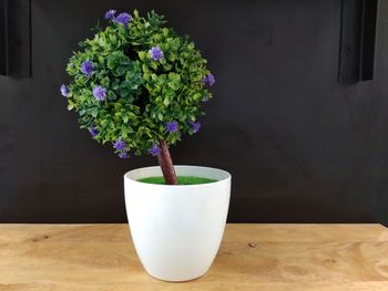 Close-up of potted plant on table