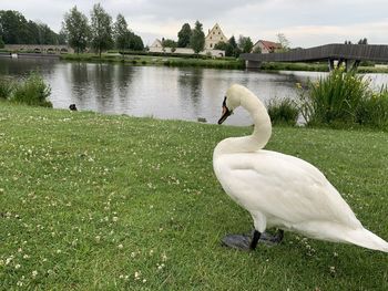 Swan in a lake