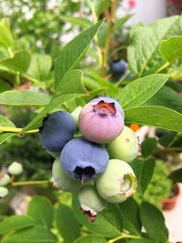 Close-up of berries growing on tree