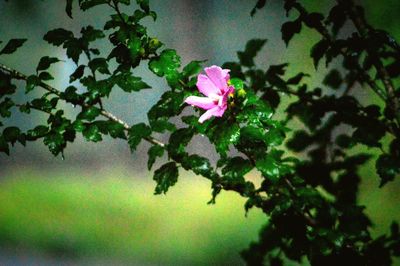 Close-up of pink flowering plant