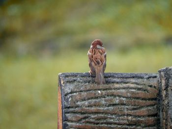 Close-up of bird perching on wood