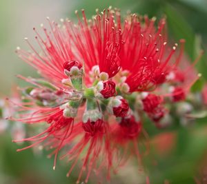 Close-up of red flowering plant