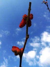 Low angle view of red flower against sky