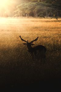 Deer illuminated by rays of sun standing on golden field  