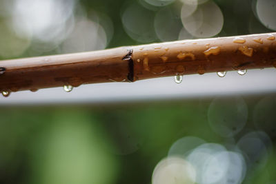 Close-up of wet plant