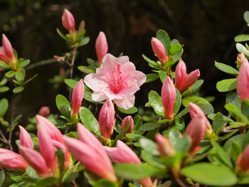 Close-up of pink flowering plants