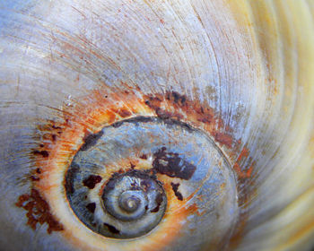 Macro shot of shell