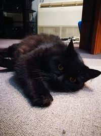 Portrait of black cat on rug at home