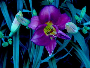 Close-up of water lily blooming outdoors