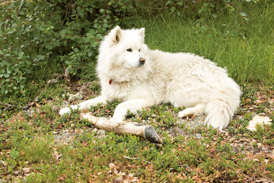 White dog lying on grass